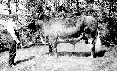 shorthorn cattle