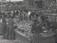 Gutters at the Farlane. A Greenhill curing yard, Keith Inch, Peterhead c1900. Throughout the boom years of the 19th and early 20th century, the land based workforce - the "guttin' quines and cooper loons" played as vital a role in the industry's success as the fishermen did at sea. courtesy Arbuthnot Museum