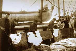 Scraping walrus skins aboard s.s. Eclipse